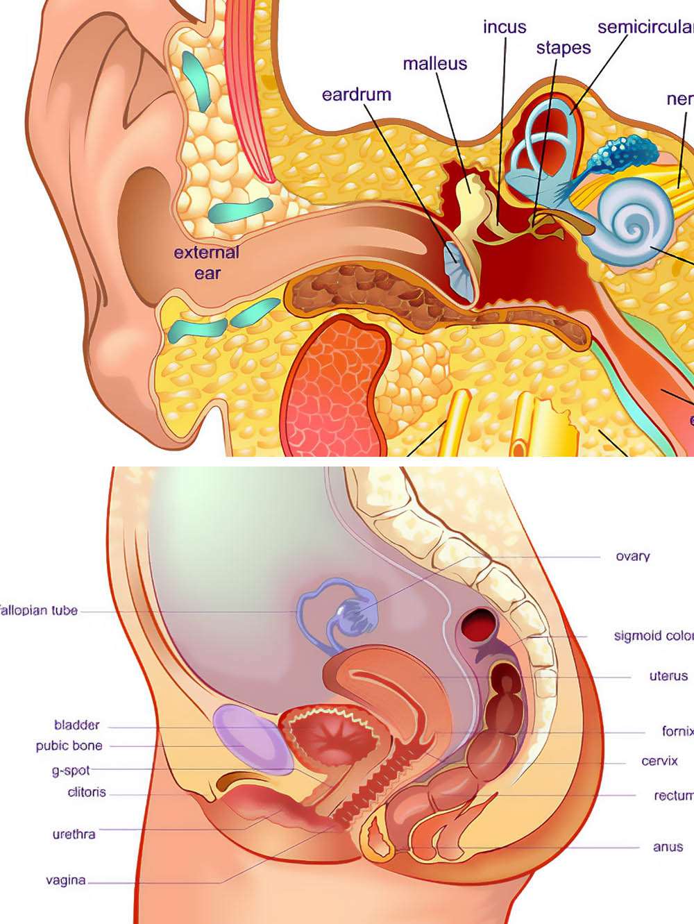 Medical Illustrator for Hire